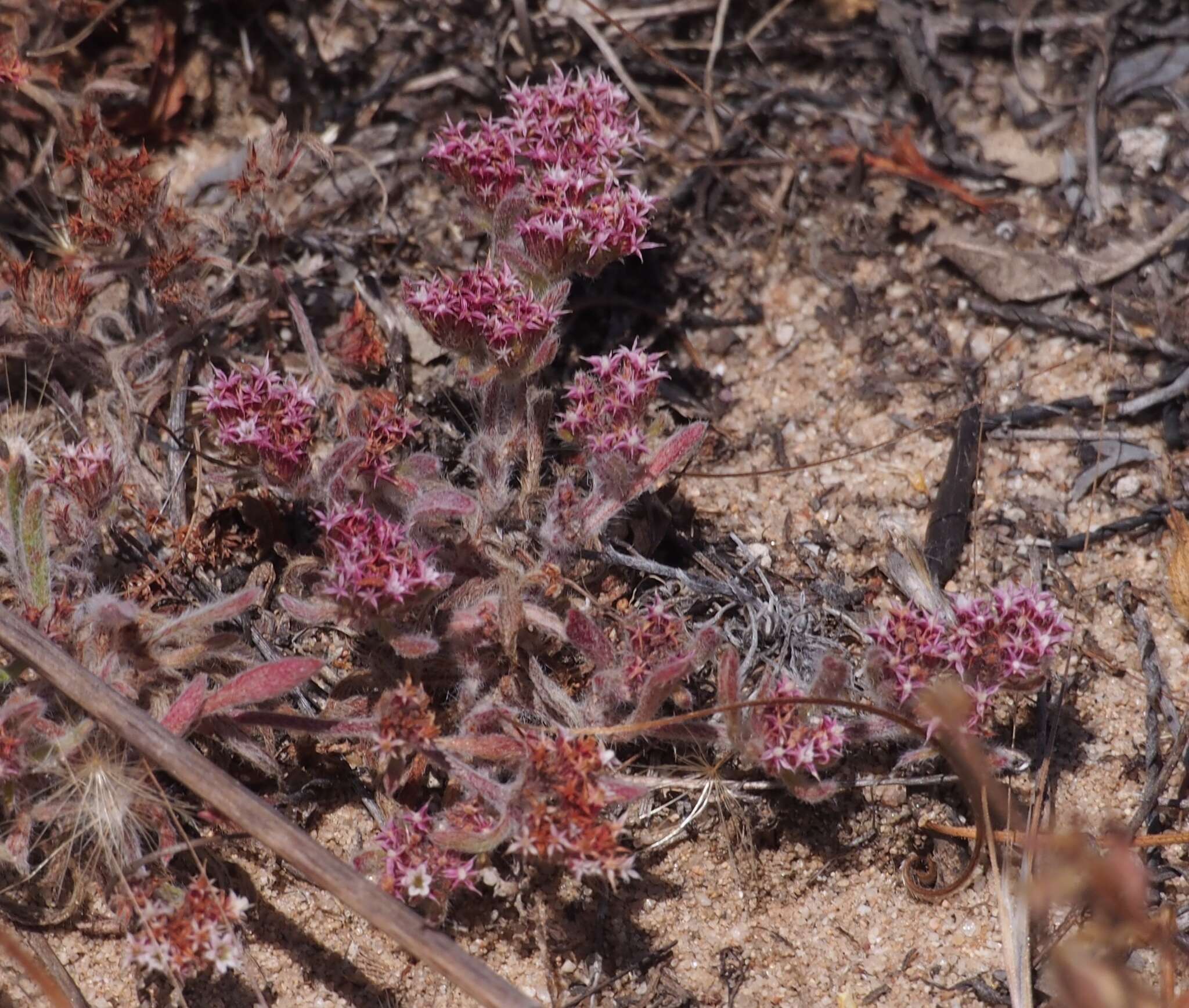 Image of Monterey spineflower