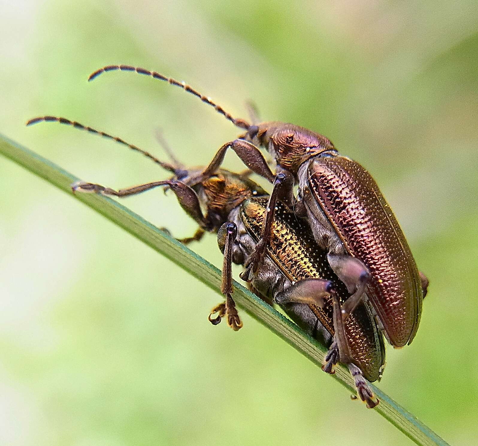 Image of Plateumaris sericea