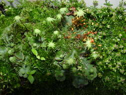 Image of common liverwort