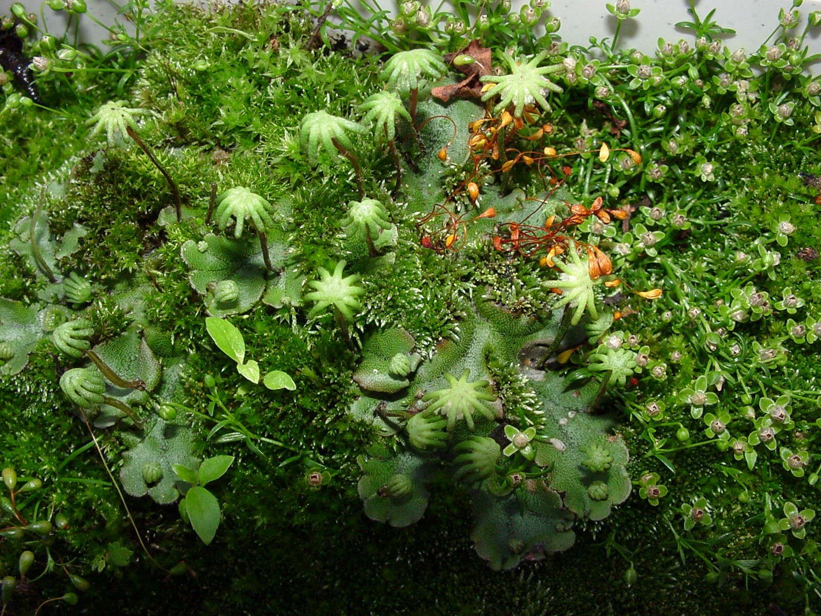 Image of common liverwort