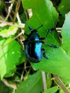 Image of <i>Eumolpus surinamensis</i>