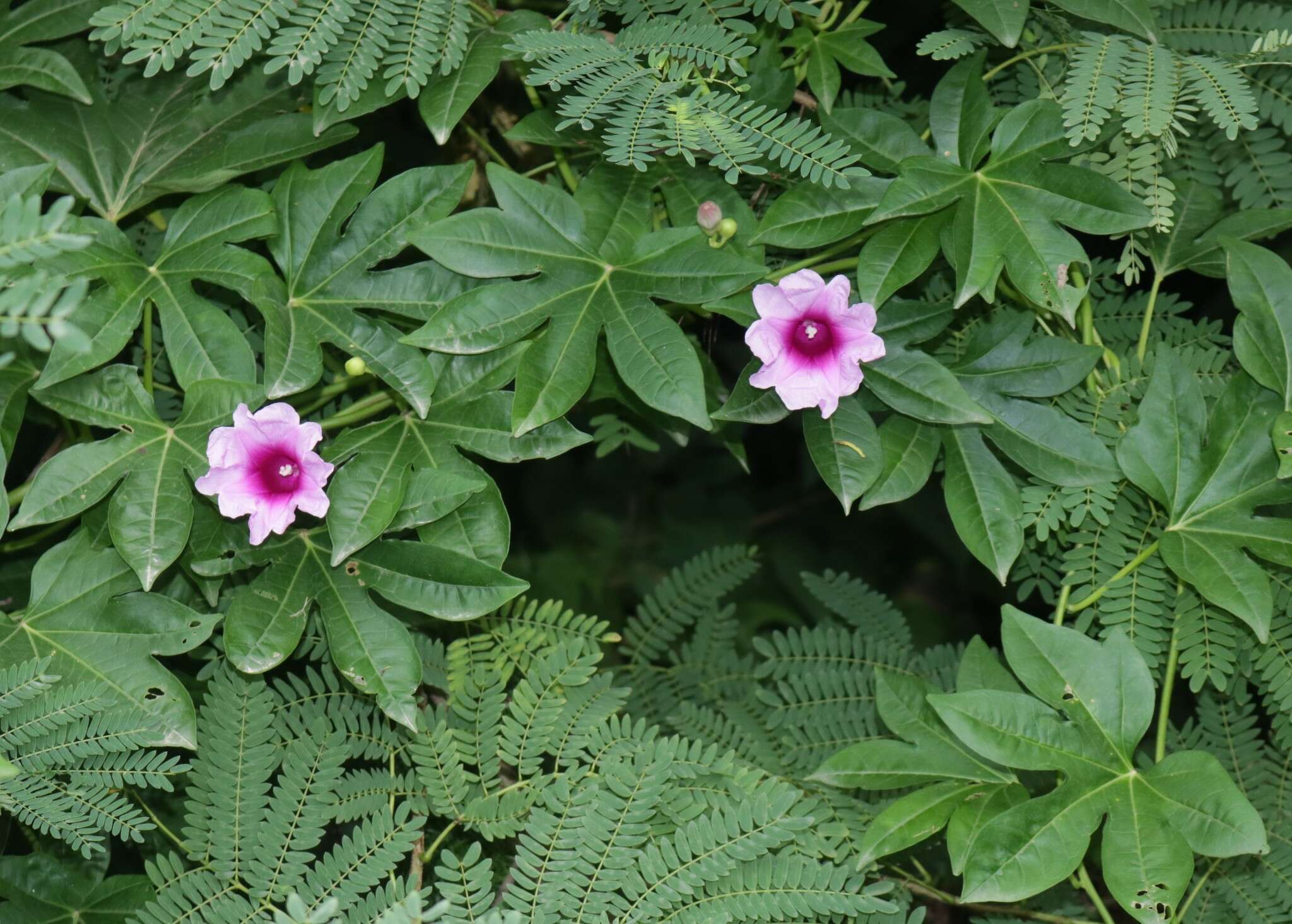 Sivun Ipomoea mauritiana Jacquin kuva