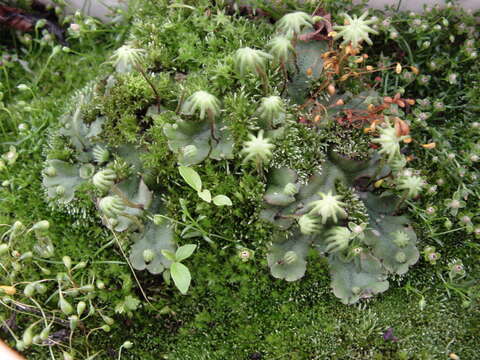 Image of common liverwort