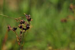 Image of alpine woodrush