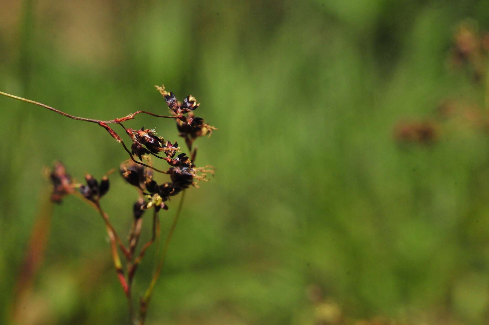 Imagem de Luzula alpinopilosa (Chaix) Breistr.