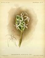 صورة Dendrobium aemulum R. Br.