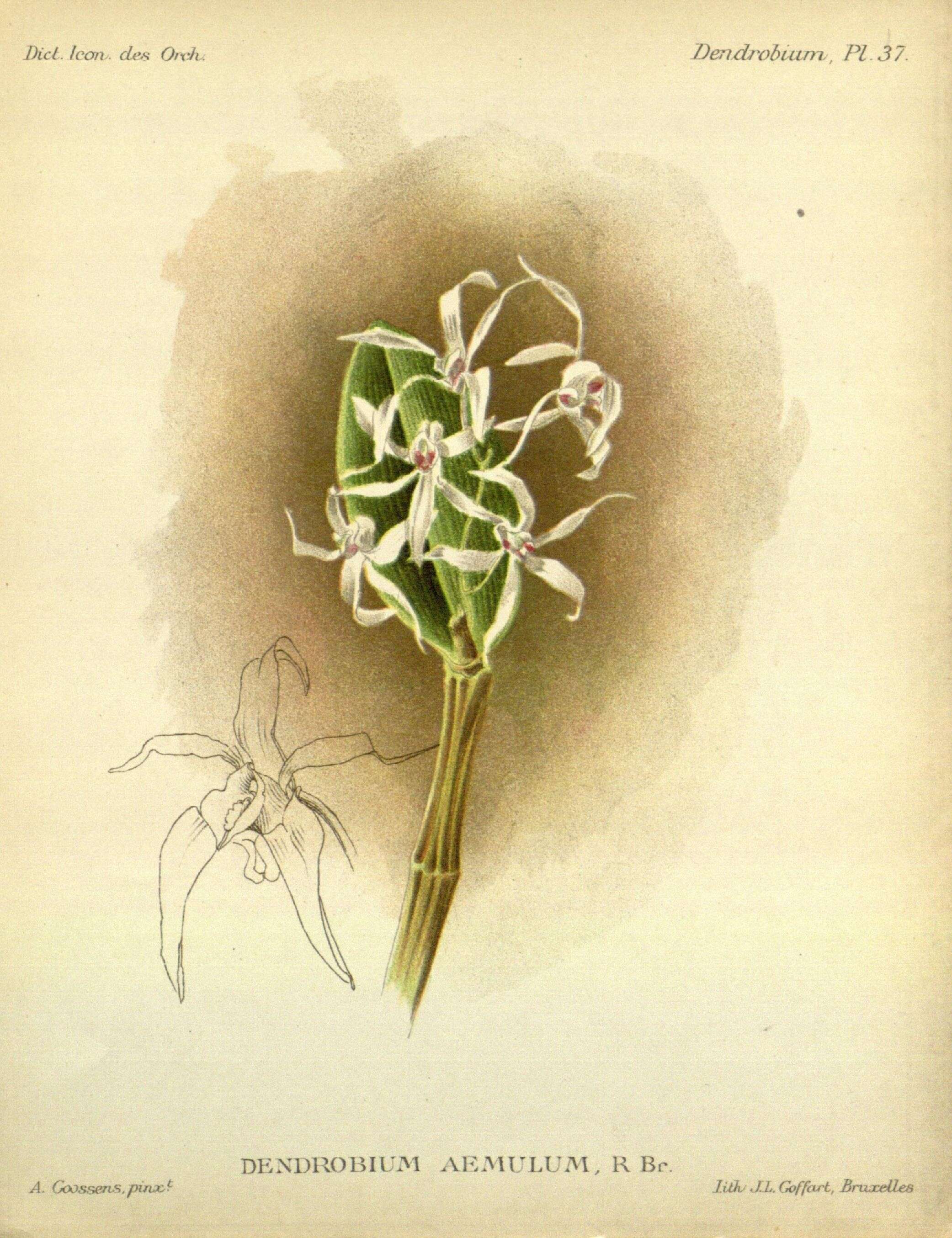 Imagem de Dendrobium aemulum R. Br.