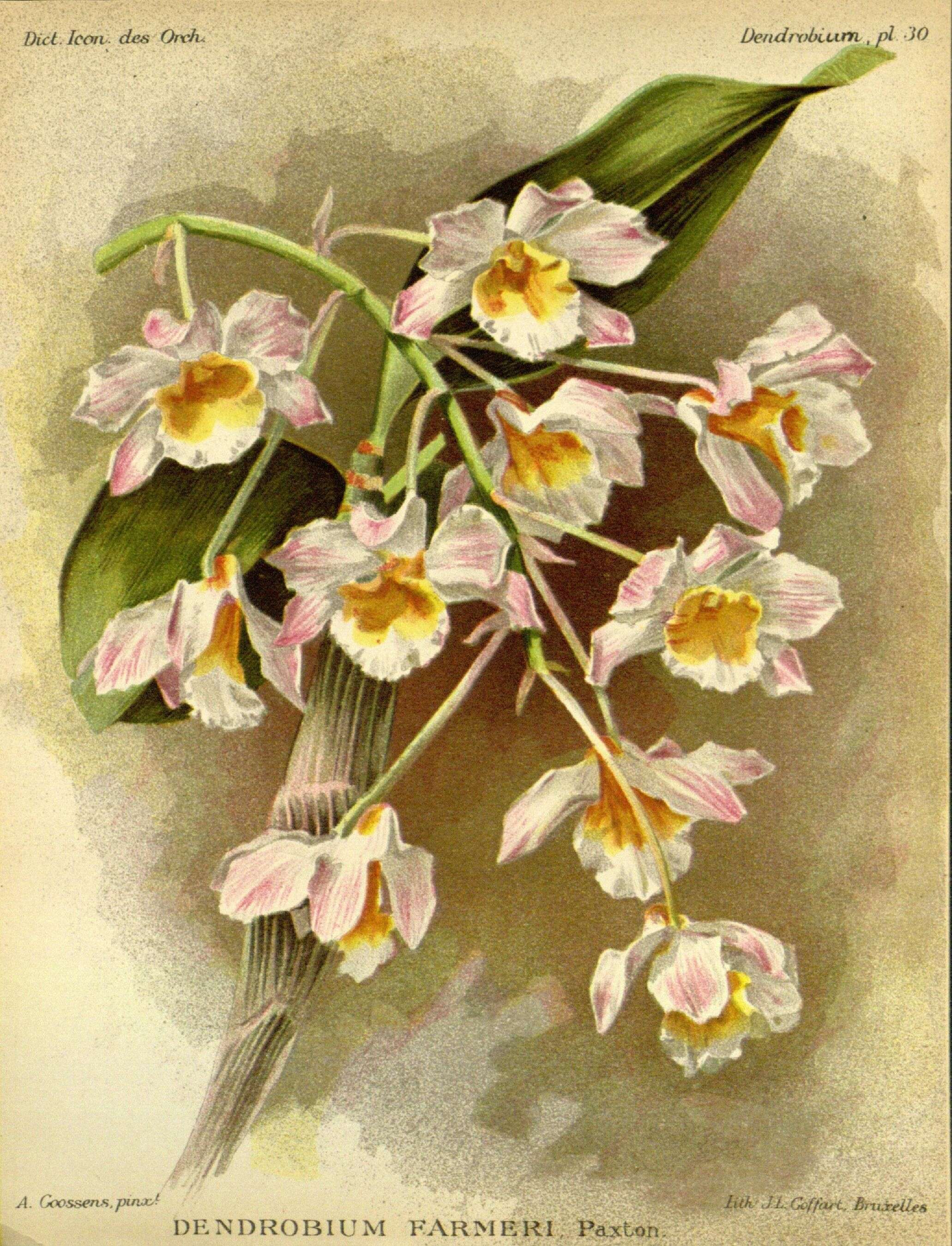 صورة Dendrobium farmeri Paxton