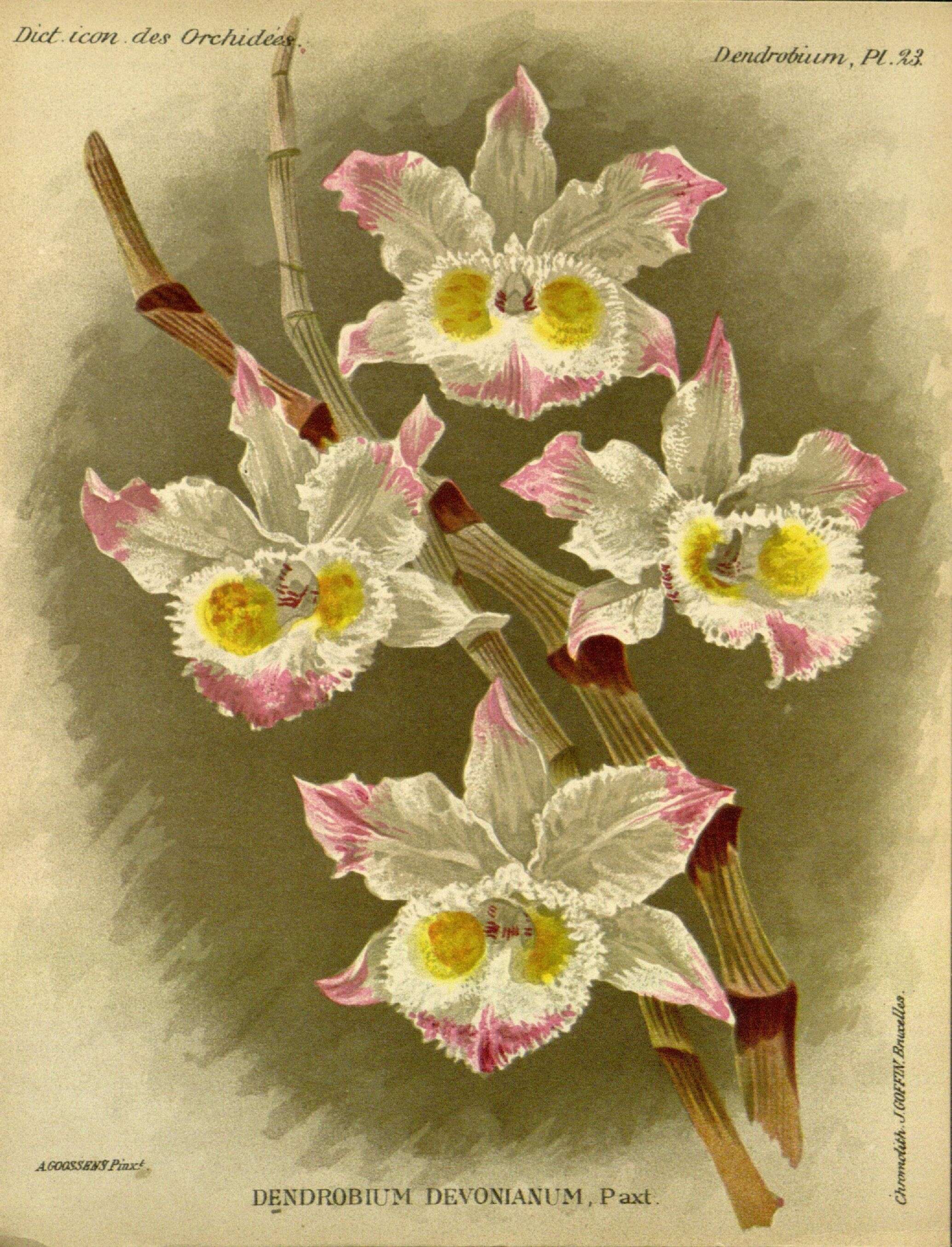 Plancia ëd Dendrobium devonianum Paxton