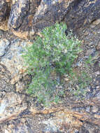 Imagem de Ericameria laricifolia (A. Gray) Shinners