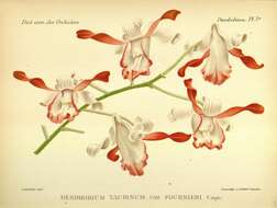 Dendrobium taurinum Lindl. resmi