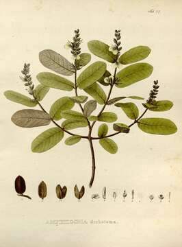 Image of Qualea cordata (Mart.) Spreng.