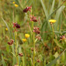 Слика од Ophrys sphegodes subsp. mammosa (Desf.) Soó ex E. Nelson