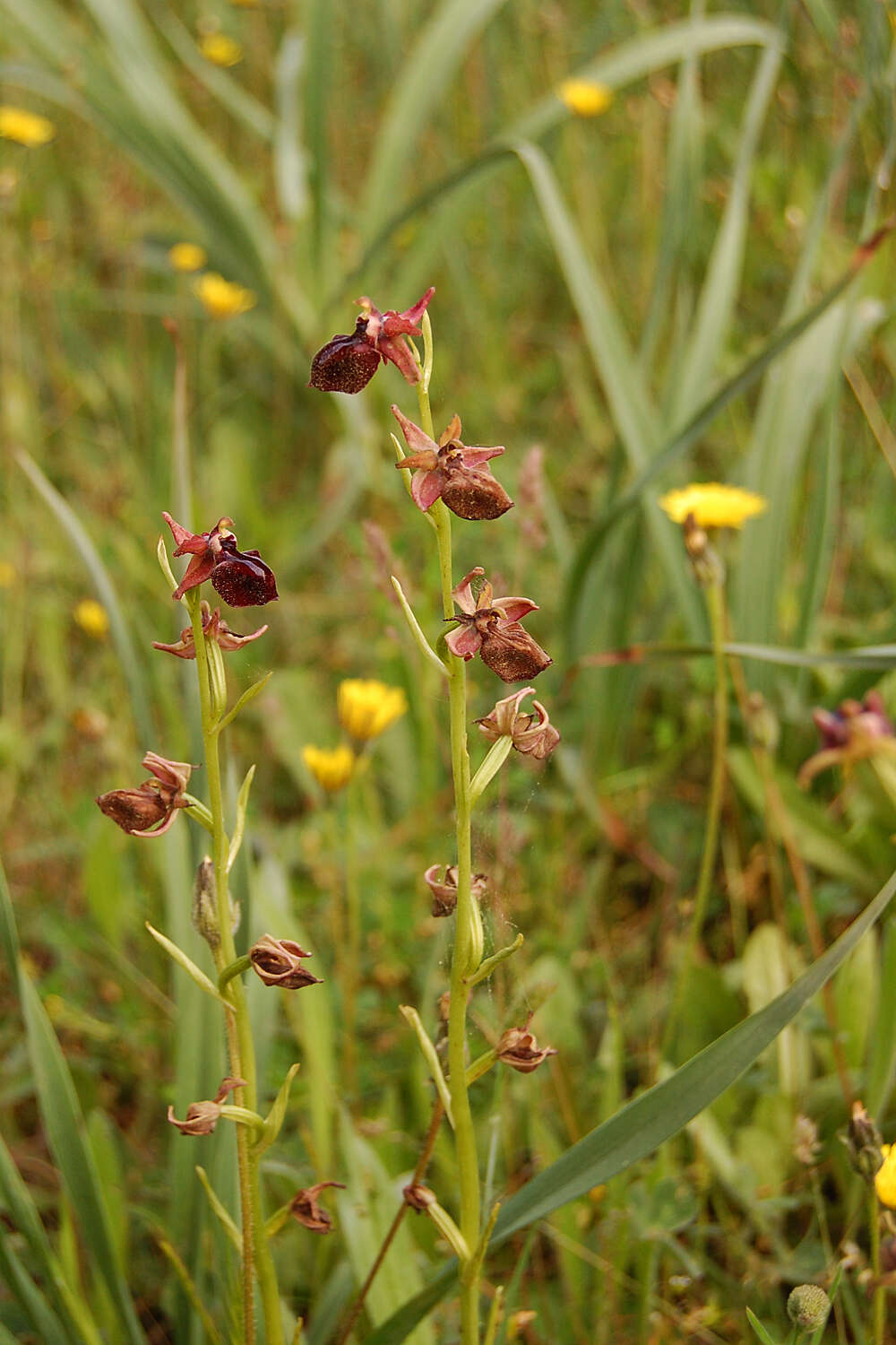 Image of Ophrys sphegodes subsp. mammosa (Desf.) Soó ex E. Nelson