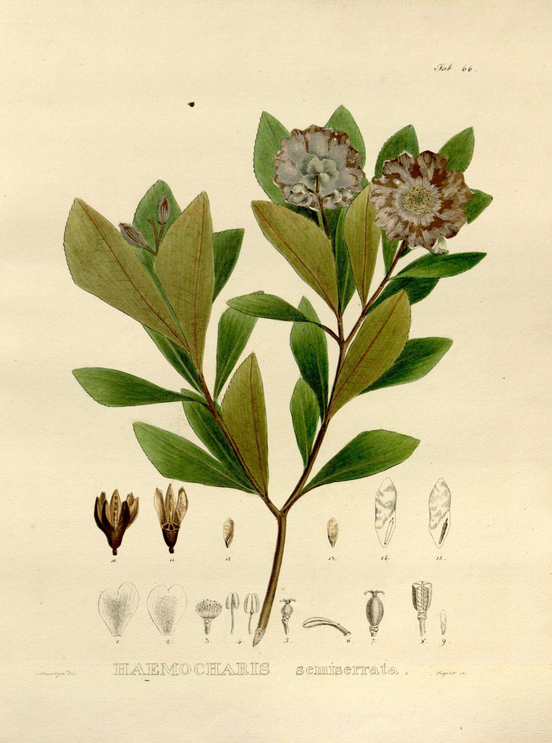 Image of Gordonia fruticosa (Schrader) H. Keng