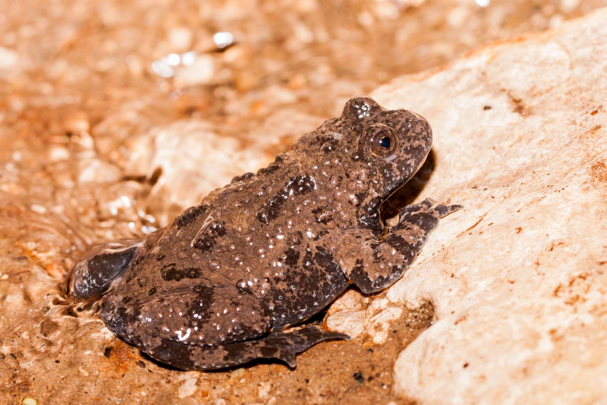 Plancia ëd Bombina variegata pachypus