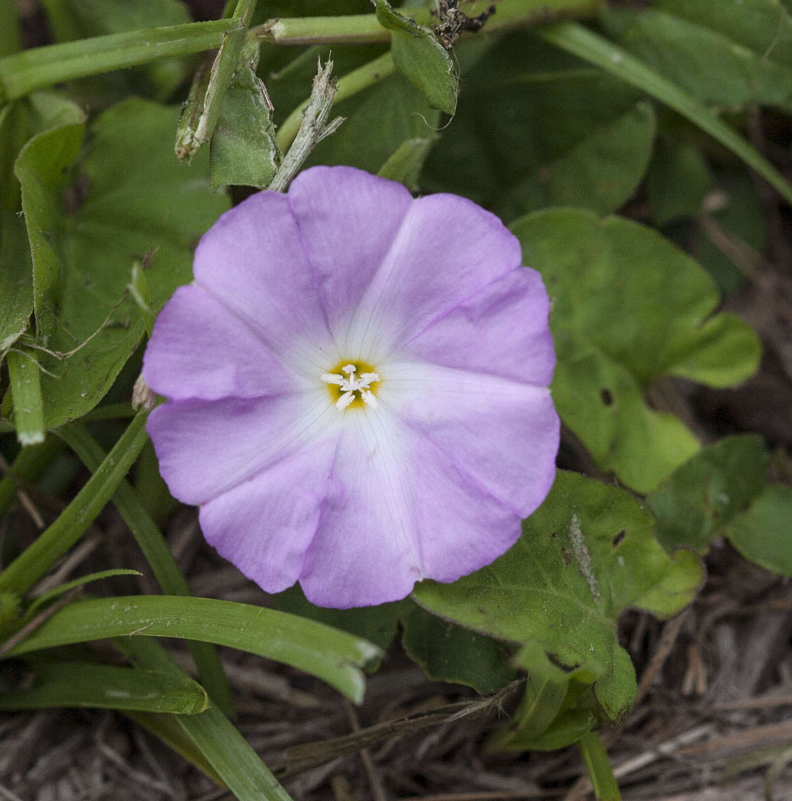 Image of Polymeria calycina R. Br.