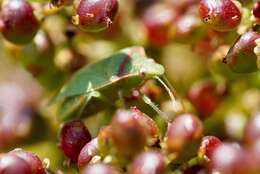 Image of Red-shouldered Stink Bug