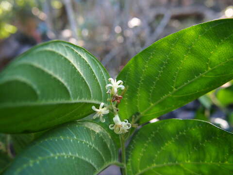 Image of Alangium villosum (Blume) Wangerin