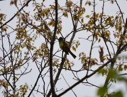 Image of Great Crested Flycatcher