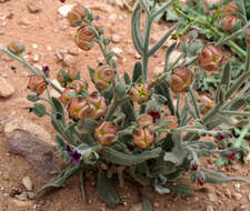 Image of Cynoglossum rugulosum (DC.) Greuter & Burdet