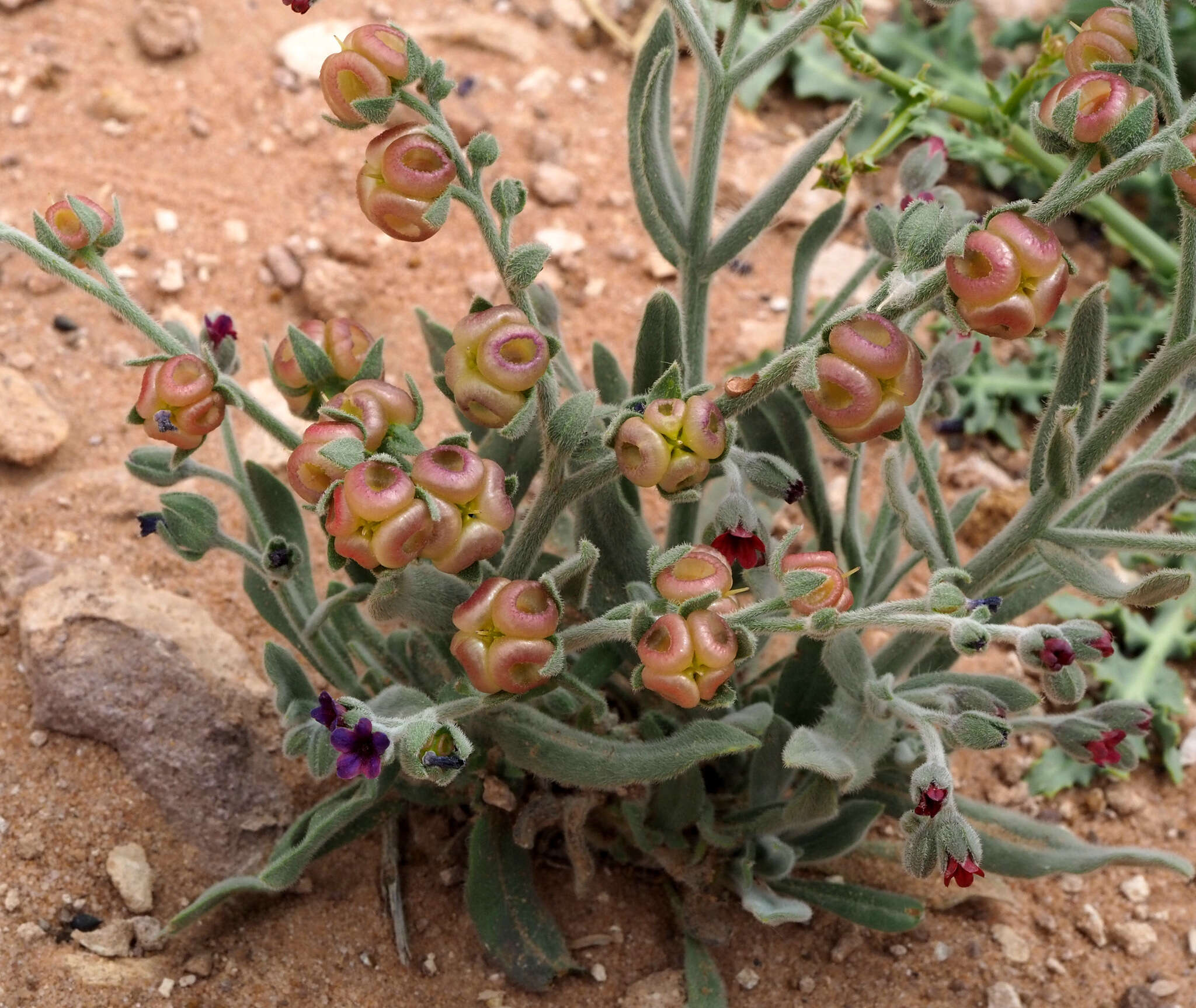 Image of Cynoglossum rugulosum (DC.) Greuter & Burdet