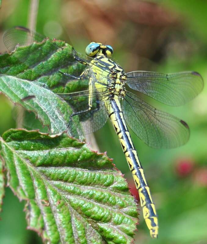 Image of Pronged Clubtail