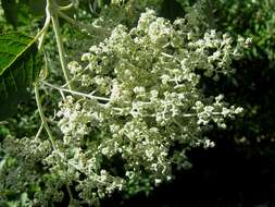 Image of Buddleja cordata Kunth