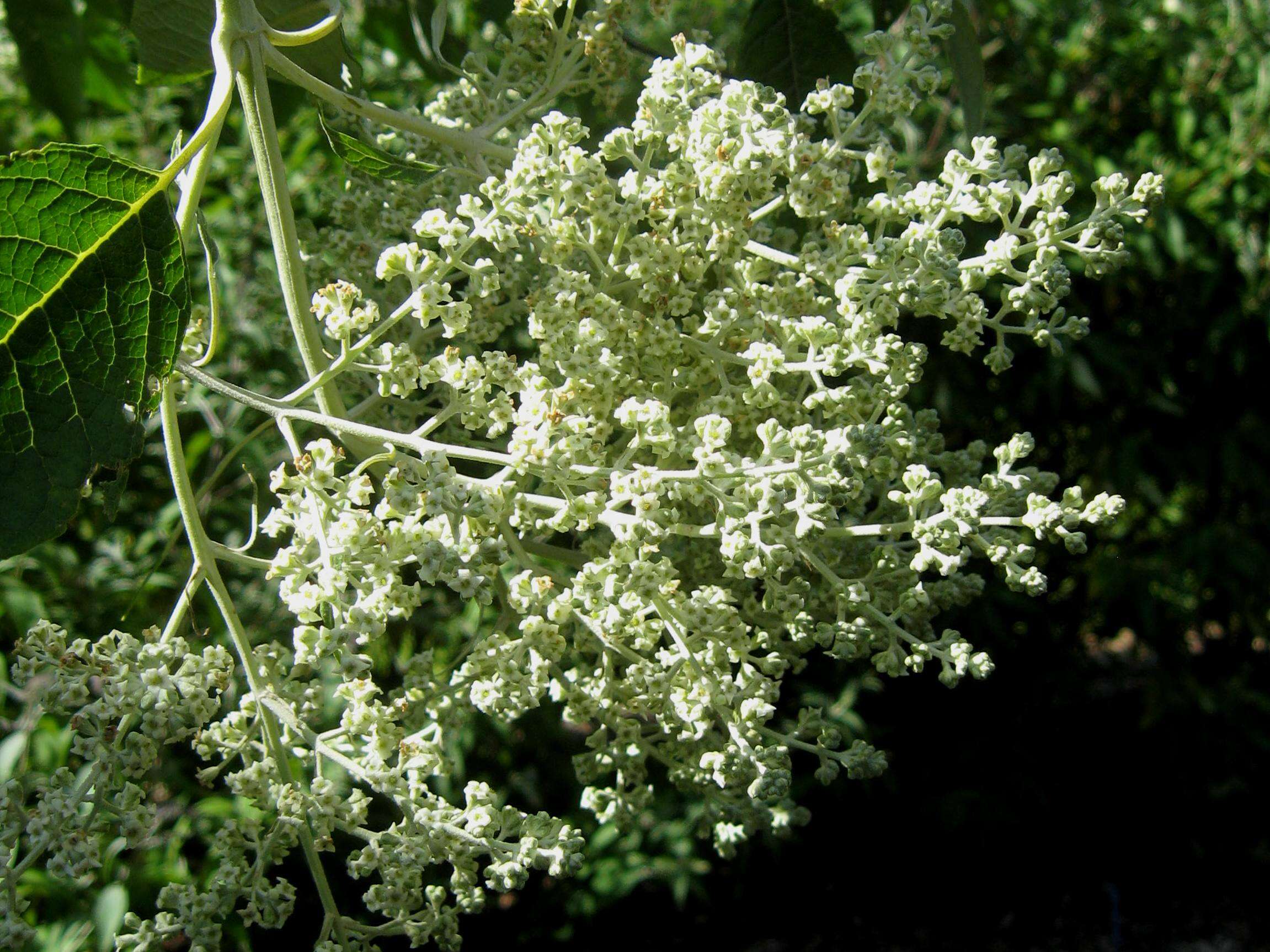 Image of Buddleja cordata Kunth