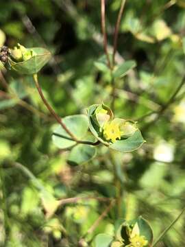 Imagem de Euphorbia microcarpa (Prokh.) Krylov