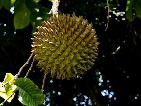 Image of annona