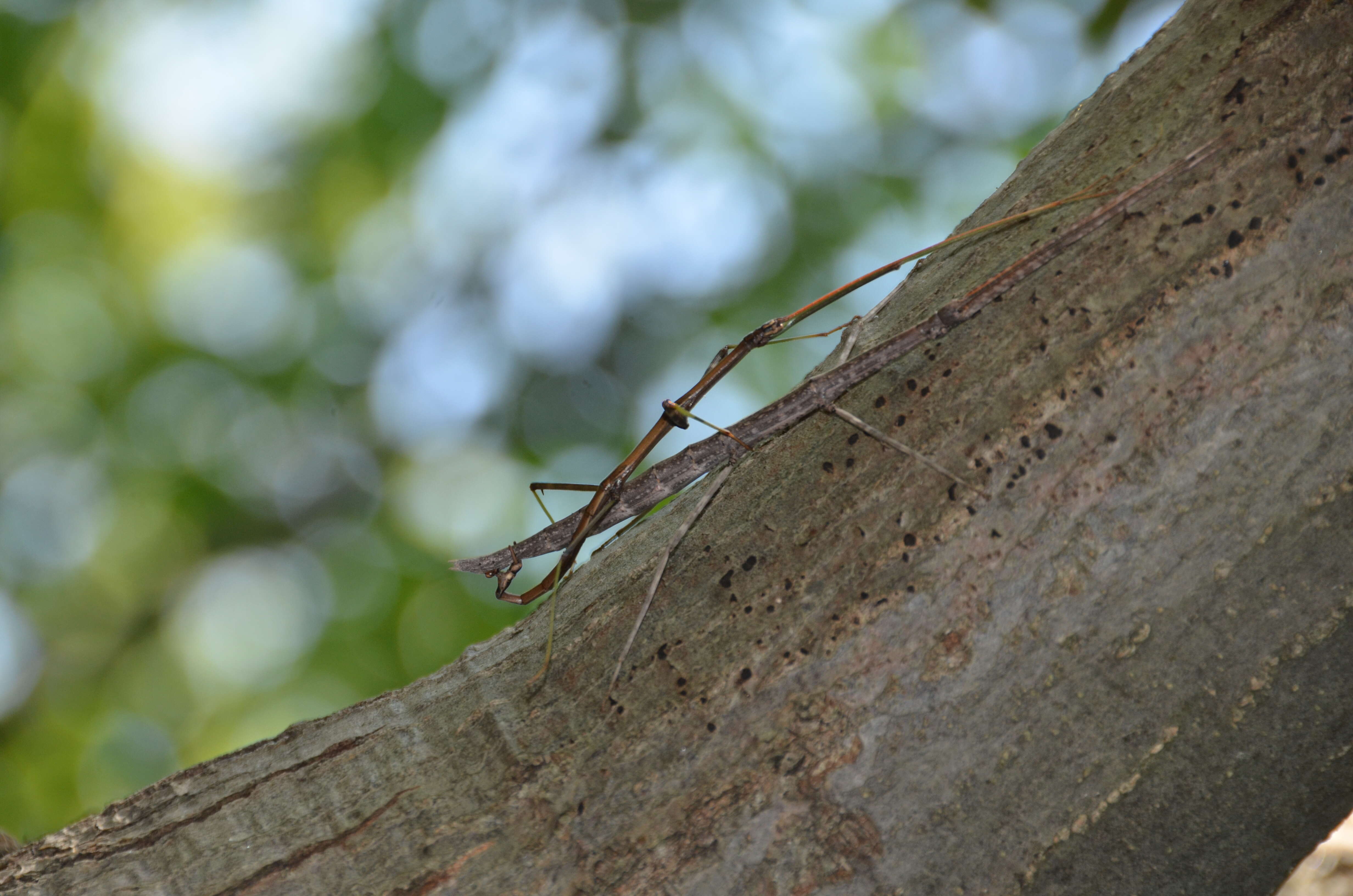 Image of Northern Walkingstick