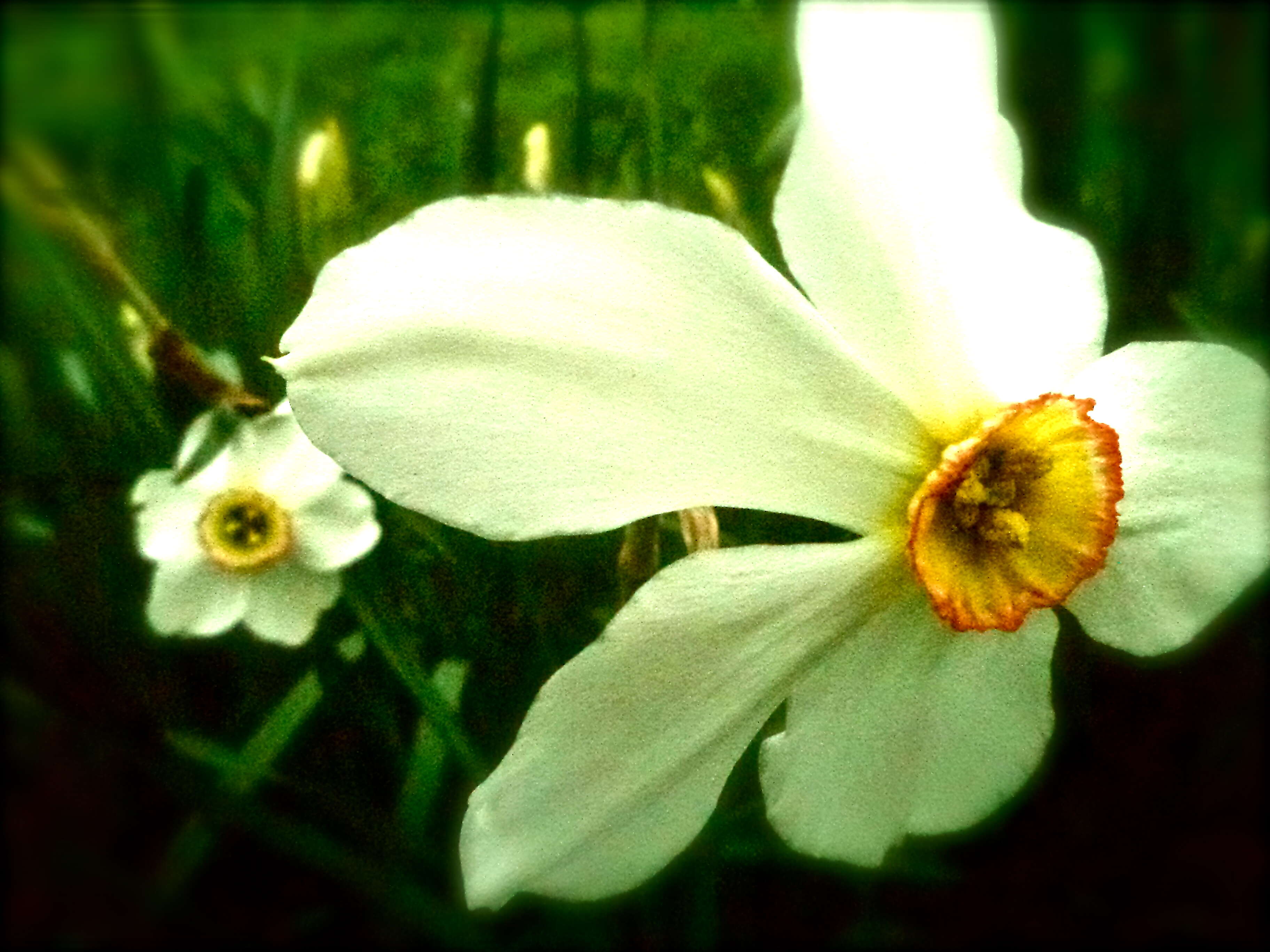 Image of Pheasant's-eye narcissus