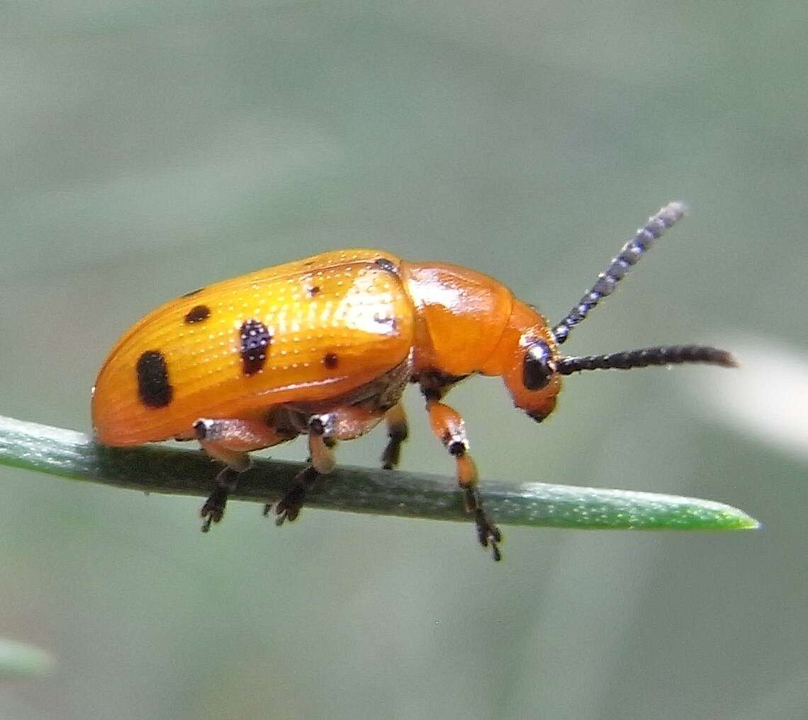 Image of Spotted asparagus beetle