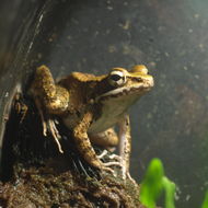Image of Okinawa Tip-nosed Frog