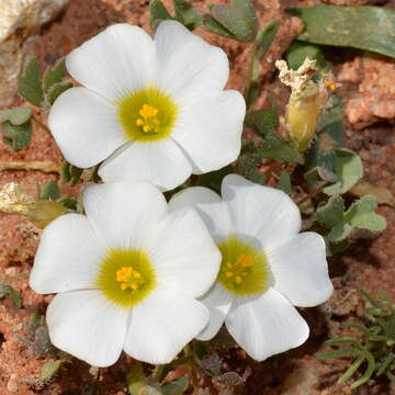 Sivun Oxalis annae F. Bolus kuva