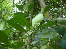 Image of white milkwood
