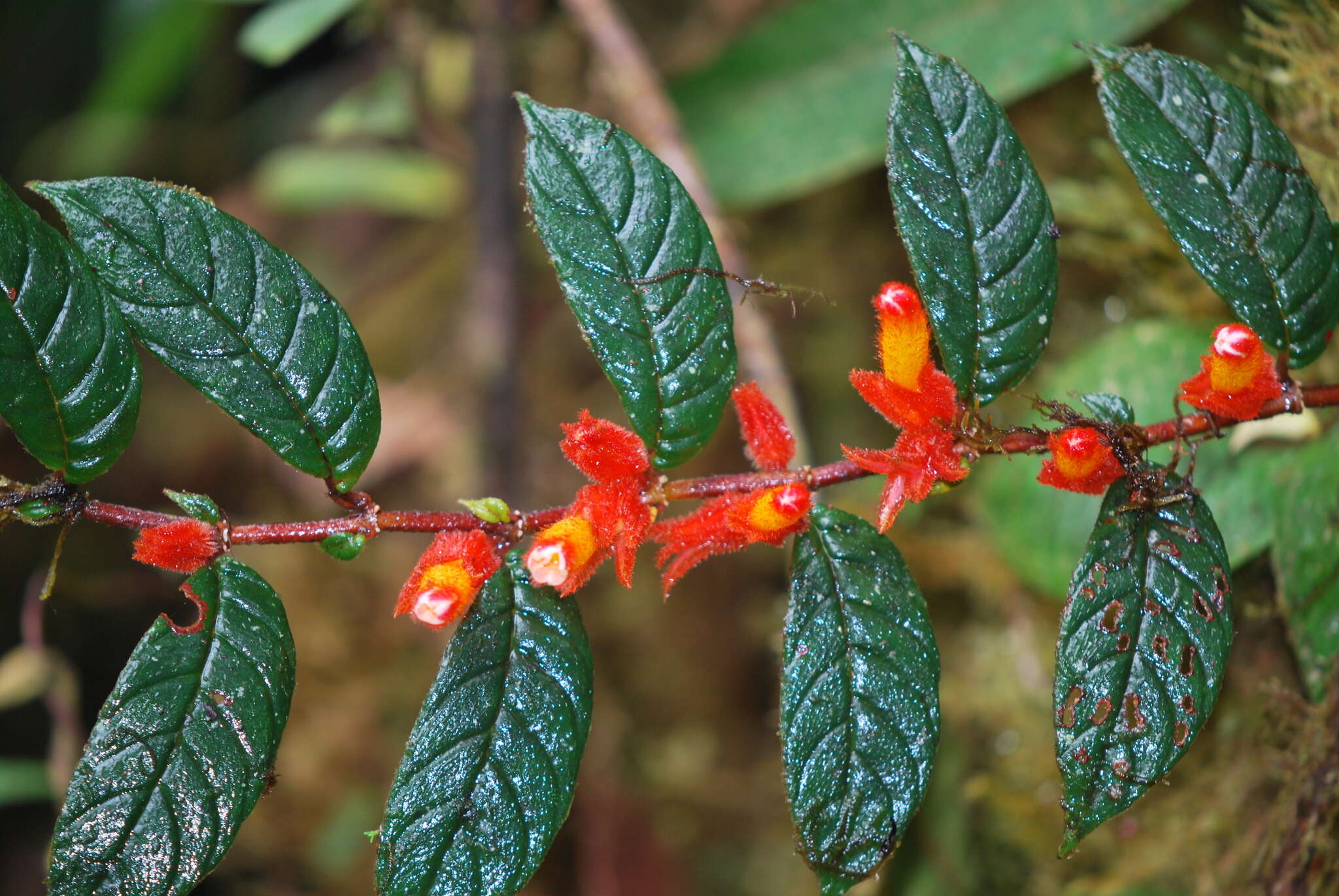 Image of Columnea fimbricalyx L. P. Kvist & L. E. Skog