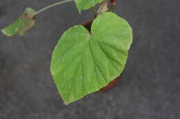 Image de Begonia grandis Dryand.