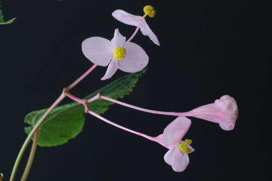 Image of hardy begonia