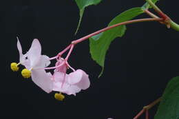 Image of hardy begonia