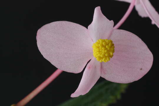 Image de Begonia grandis Dryand.