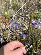 Image of Felicia ebracteata Grau