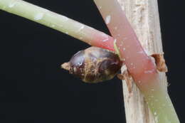 Image of hardy begonia