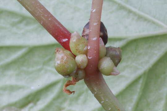 Image de Begonia grandis Dryand.