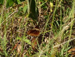 Image de <i>Junonia zonalis</i>