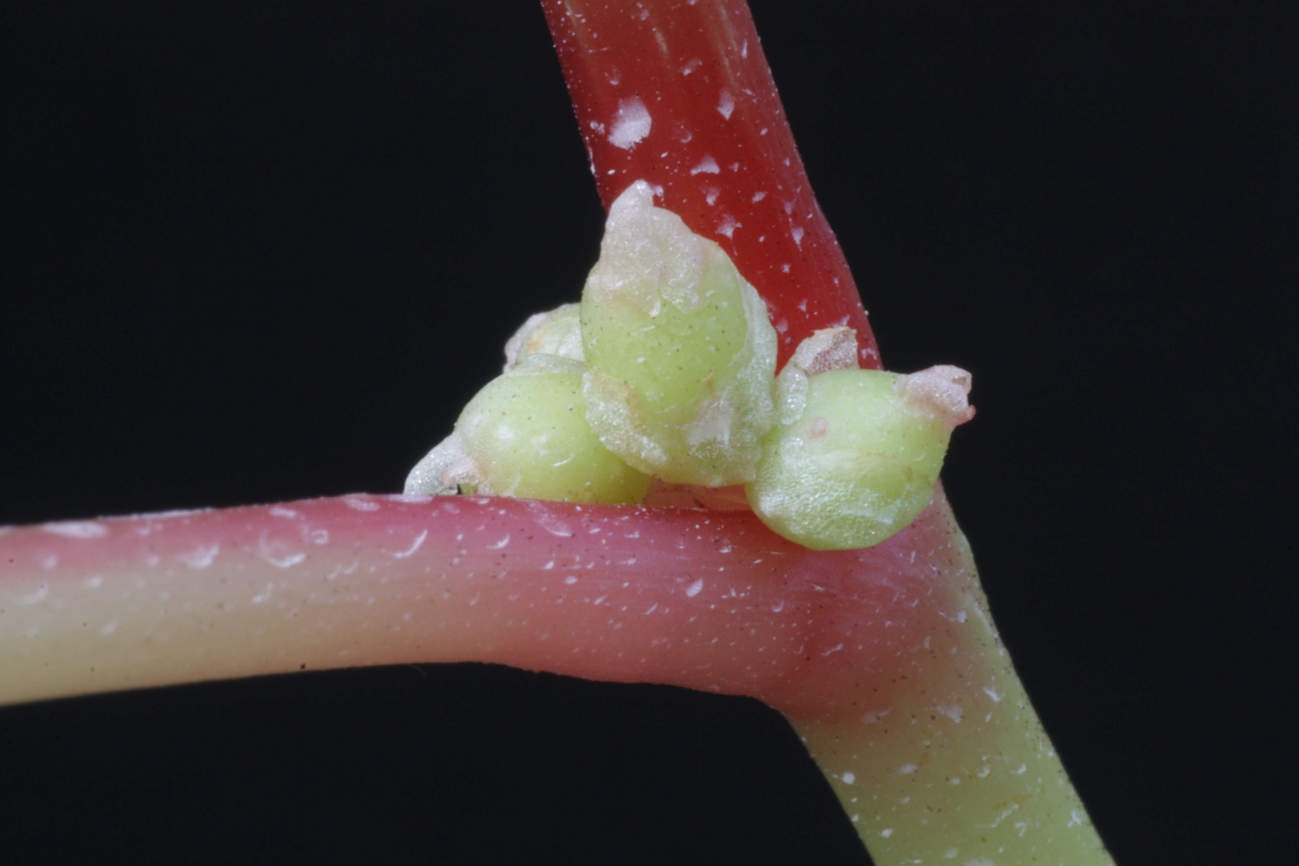 Image de Begonia grandis Dryand.