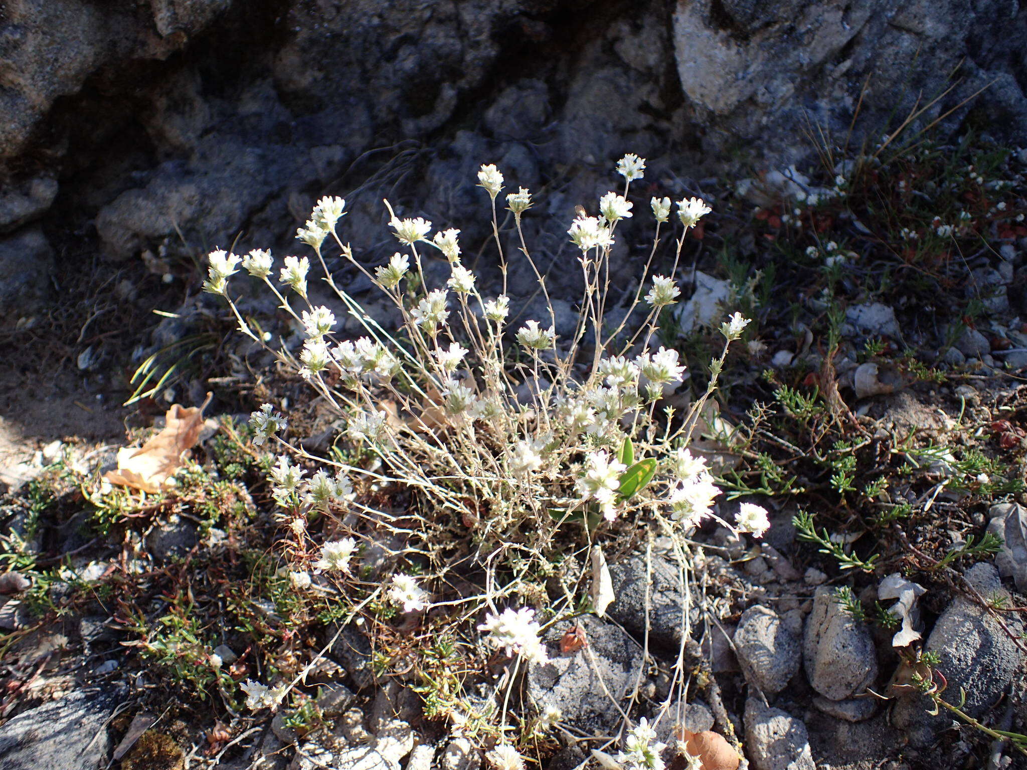 Слика од Arenaria aggregata (L.) Loisel.