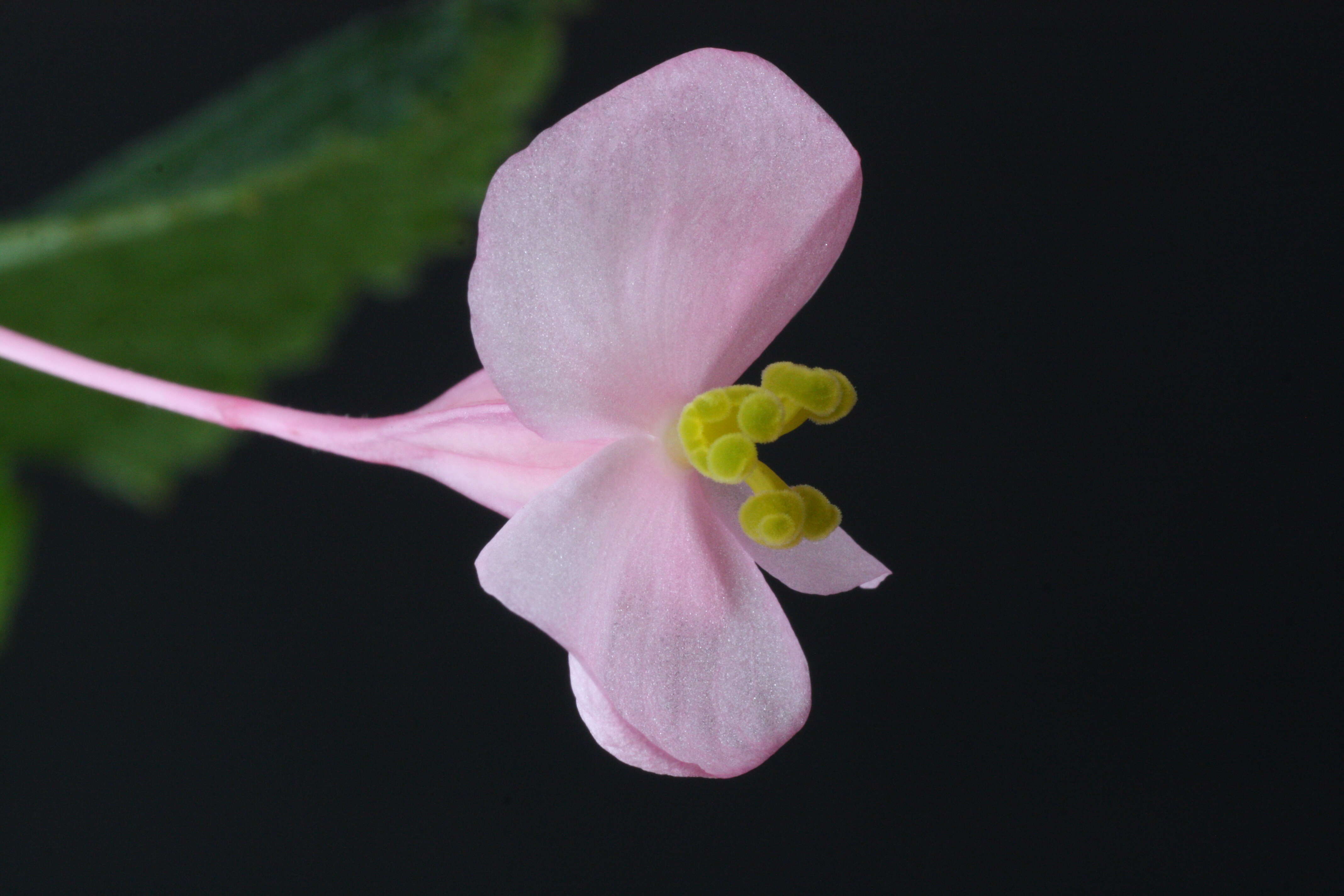 Image of hardy begonia