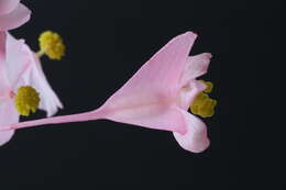 Image of hardy begonia